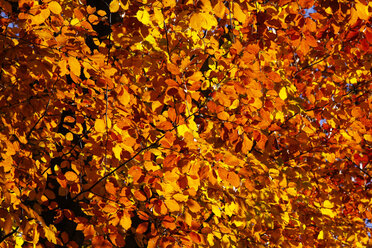 Deutschland, Buche im Herbst - JTF000591