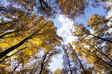 Deutschland, Sachsen, Wald im Herbst - JTF000592