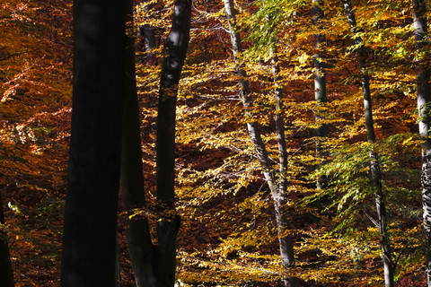 Deutschland, Sachsen, Wald im Herbst, lizenzfreies Stockfoto