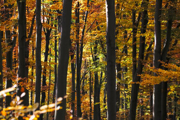 Germany, Saxony, Forest in autum - JTF000595