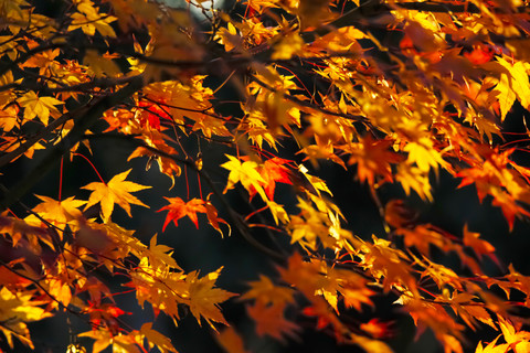 Germany, Saxony, autum leaves stock photo