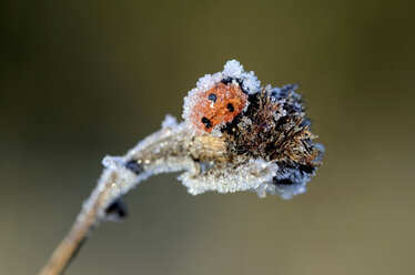 Siebenpunkt-Marienkäfer, Coccinella septempunctata, mit Reif bedeckt - MJOF000877