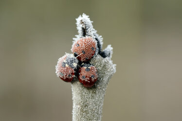 Drei Siebenpunkt-Marienkäfer, Coccinella septempunctata, auf einem mit Reif bedeckten Zweig - MJOF000882
