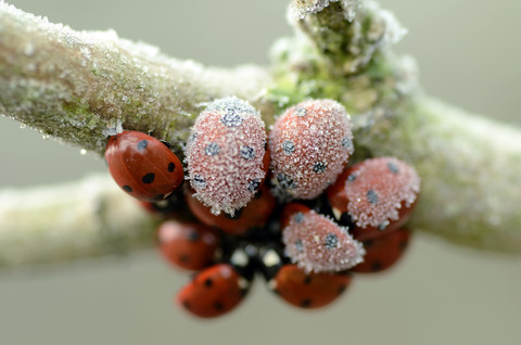 Siebenpunkt-Marienkäfer, Coccinella septempunctata, hängt an einem mit Reif bedeckten Zweig, lizenzfreies Stockfoto