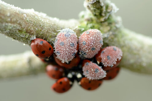 Siebenpunkt-Marienkäfer, Coccinella septempunctata, hängt an einem mit Reif bedeckten Zweig - MJOF000884