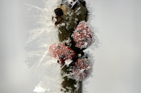 Drei Siebenpunkt-Marienkäfer, Coccinella septempunctata, auf einem mit Reif bedeckten Zweig, lizenzfreies Stockfoto