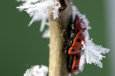 Three seven-spotted ladybirds, Coccinella septempunctata, on a twig with frost - MJOF000880