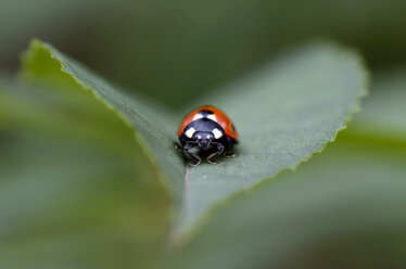 Seven-spotted ladybird, Coccinella septempunctata, on a leaf - MJOF000881