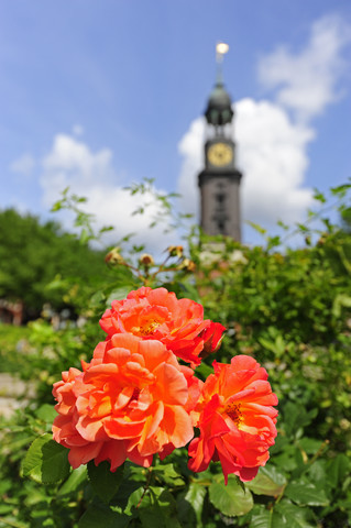 Deutschland, Hamburg, Blume und Turm der St. Michaelis Kirche, lizenzfreies Stockfoto