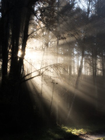 Morgennebel im herbstlichen Wald, lizenzfreies Stockfoto