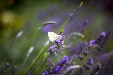 Lavendel mit Schmetterling - JTF000602