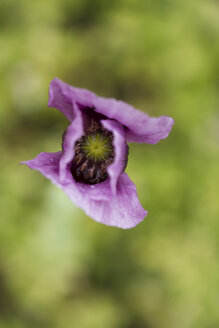 Blüte des Schlafmohns, Papaver somniferum - MYF000698