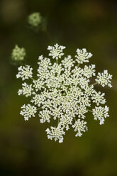 Blüte der Wilden Möhre, Daucus carota subsp. carota - MYF000714