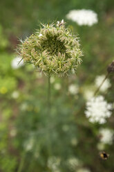 Blüte der Wilden Möhre, Daucus carota subsp. carota - MYF000715