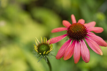 Rosa Sonnenhut, Echinacea - MYF000700