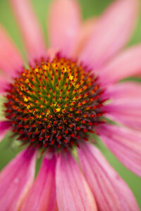 Rosa Sonnenhut, Echinacea, Nahaufnahme - MYF000701