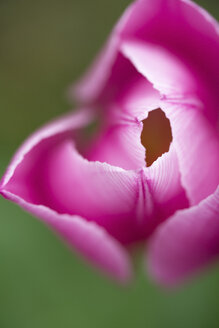 Blütenblätter einer rosa Blüte vor einem grünen Hintergrund - MYF000702