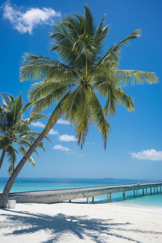 Malediven, Ari Atoll, Blick auf Palmen und Steg am Strand, lizenzfreies Stockfoto