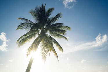 Malediven, Ari Atoll, Blick auf Palmen vor sonnigem Himmel - FLF000577