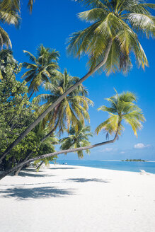 Maldives, Ari Atoll, view to palms and white sandy beach - FLF000581