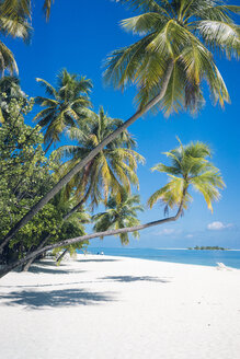 Malediven, Ari Atoll, Blick auf Palmen und weißen Sandstrand - FLF000581