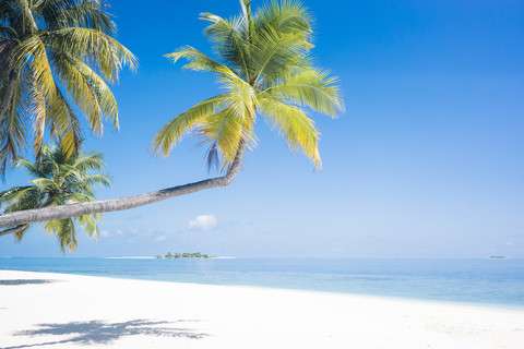 Maldives, Ari Atoll, view to palms and white sandy beach stock photo