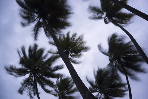 Maldives, Ari Atoll, view to palm trees in storm stock photo