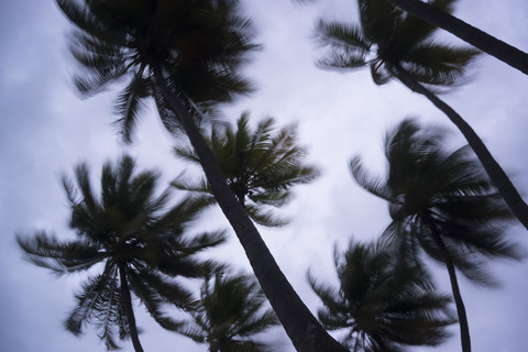 Malediven, Ari Atoll, Blick auf Palmen im Sturm, lizenzfreies Stockfoto