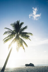 Maldives, Ari Atoll, view to palm at the beach - FLF000586