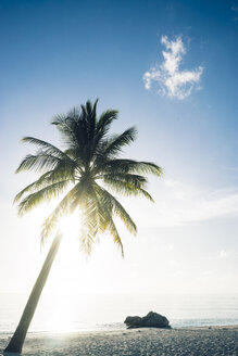 Malediven, Ari Atoll, Blick auf Palmen am Strand - FLF000586