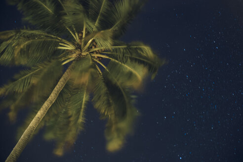 Maledives, Ari Atoll, view to palm tree and starry sky from below - FLF000569