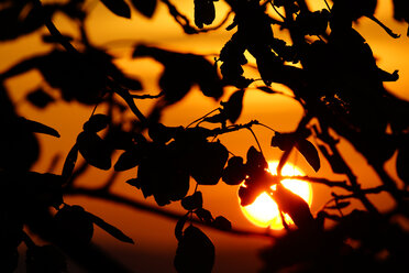 Germany, tree and leaves at sunset - HOHF001134