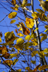 Germany, Hornbeam leaves in autumn - HOHF001136