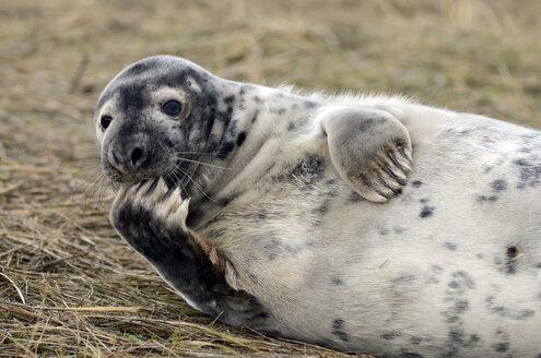 Kegelrobbe, Halichoerus grypus - MJOF000888