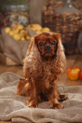 Cavalier King Charles Spaniel sitzend auf Jute vor bäuerlicher Dekoration - HTF000534