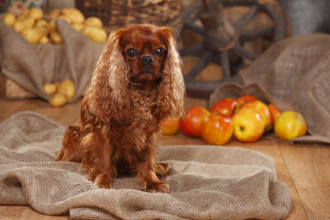 Cavalier King Charles Spaniel sitzend auf Jute vor bäuerlicher Dekoration - HTF000535