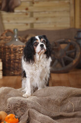 Cavalier King Charles Spaniel sitting on jute in front of peasant decoration - HTF000536