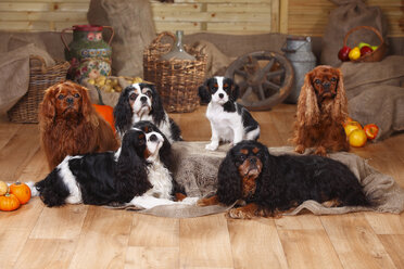 Sechs Cavalier King Charles Spaniels vor bäuerlicher Dekoration sitzend - HTF000537