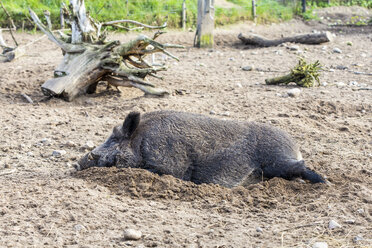 Schlafendes Wildschwein, Sus scrofa - JFEF000549