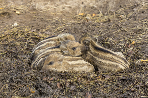 Vier schlafende Wildschweinferkel, Sus scrofa, lizenzfreies Stockfoto