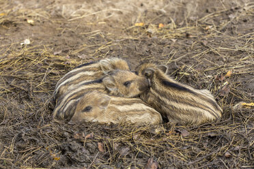 Vier schlafende Wildschweinferkel, Sus scrofa - JFEF000550