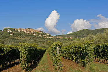 Italien, Toskana, Castagneto Carducci, Blick auf Dorf, Weinberg - UMF000713