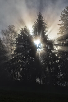 Deutschland, Bayern, Beleuchtete Bäume im Bayerischen Wald bei Sonnenaufgang - STSF000616