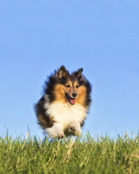 Shetland Sheepdog läuft auf einer Wiese - STSF000603