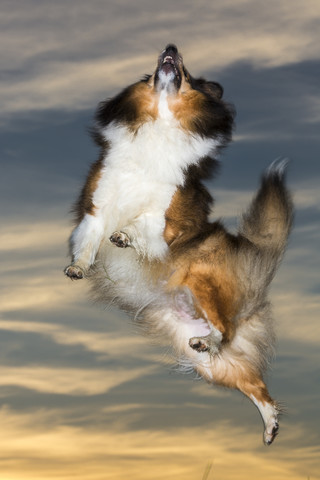 Shetland Sheepdog springt bei Sonnenuntergang, lizenzfreies Stockfoto