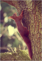 Deutschland, Minden, Eichhörnchen klettert auf Baum - HOHF001151