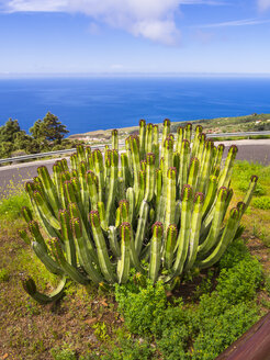 Spanien, Kanarische Inseln, La Palma, Kanarische Insel Wolfsmilch an der Küste von Garafia - AMF003260