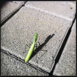 Österreich, Mantis religiosa auf Pflaster - DISF001081