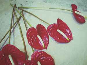 Geschnittene Flamingoblumen, Anthurium - DISF001104