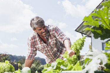 Lächelnder Mann bei der Arbeit im Garten - RBF001922